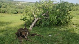 Igor Dodon proposes to the Government the creation of the commission for damages caused by bad weather