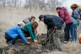 Președinta Maia Sandu a plantat puieți la Cruzești, împreună cu echipa Corpului Păcii în Moldova