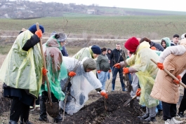 Președinta Maia Sandu a plantat puieți la Cruzești, împreună cu echipa Corpului Păcii în Moldova