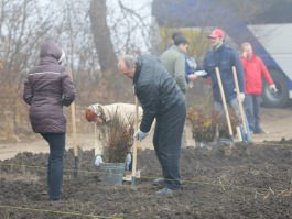 Angajații Administrației prezidențiale au participat la acţiunea „Un arbore pentru dăinuirea noastră” în cadrul Zilei Naţionale de creare a spațiilor verzi