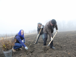 Angajații Administrației prezidențiale au participat la acţiunea „Un arbore pentru dăinuirea noastră” în cadrul Zilei Naţionale de creare a spațiilor verzi