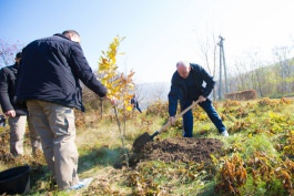 Președintele Timofti a plantat copaci, de Ziua Națională de Înverzire a Plaiului